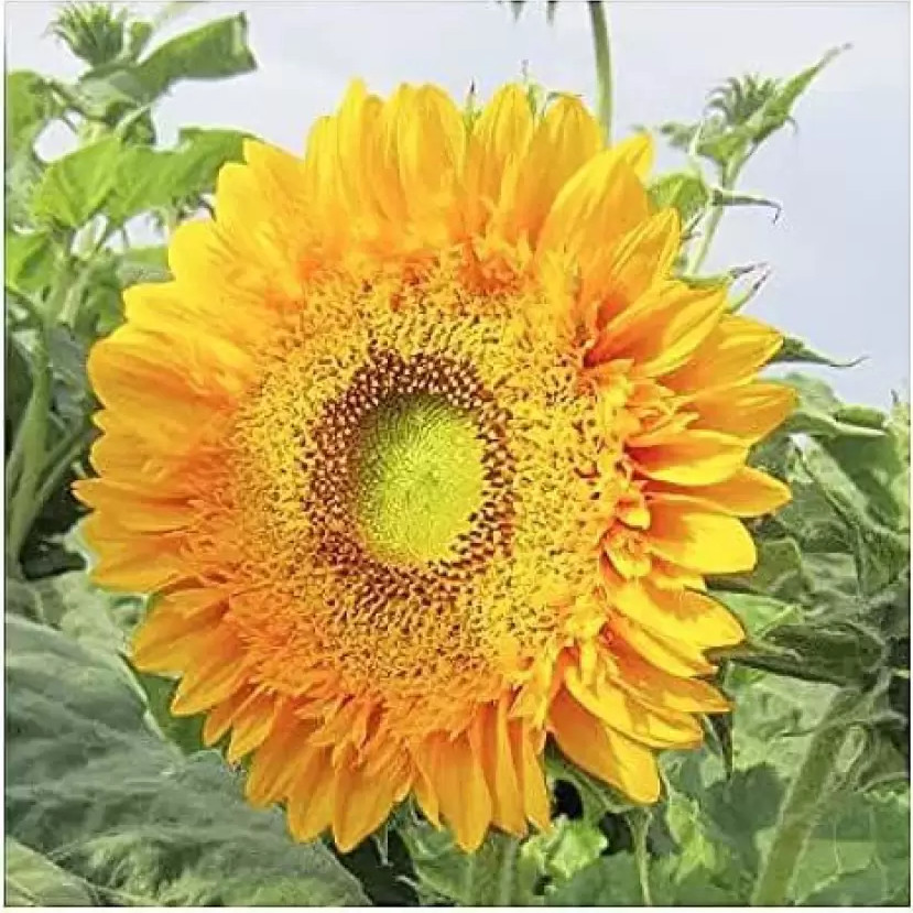 120+ DOUBLE SUN SUNFLOWER SEEDS - LARGE - BOLD COLOR - UNUSUAL ------------ RARE gallery