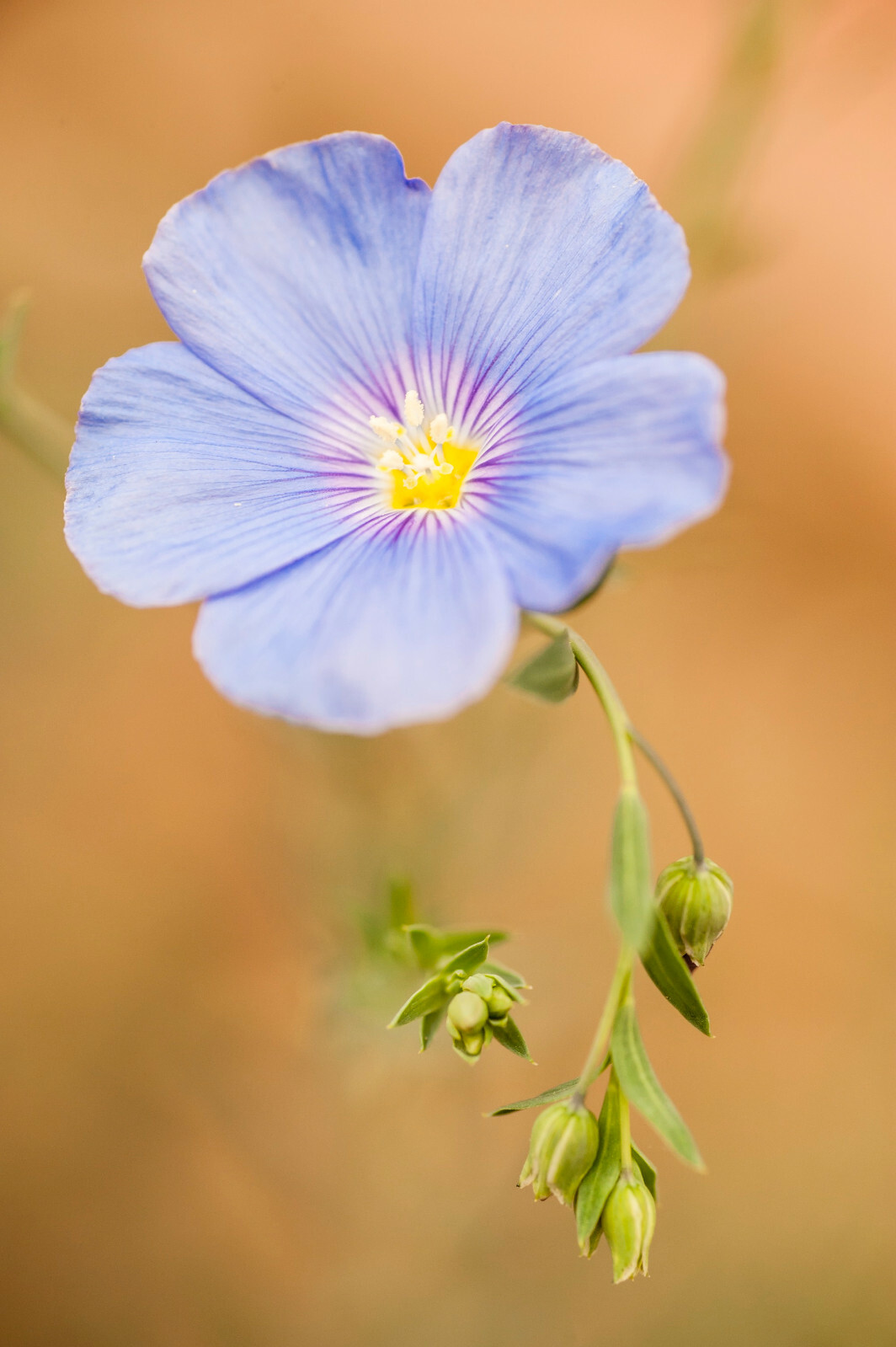 Blue Linen Flax Flower 2000+ Seeds | Blue/Purple Linseed Perennial Wildflower gallery