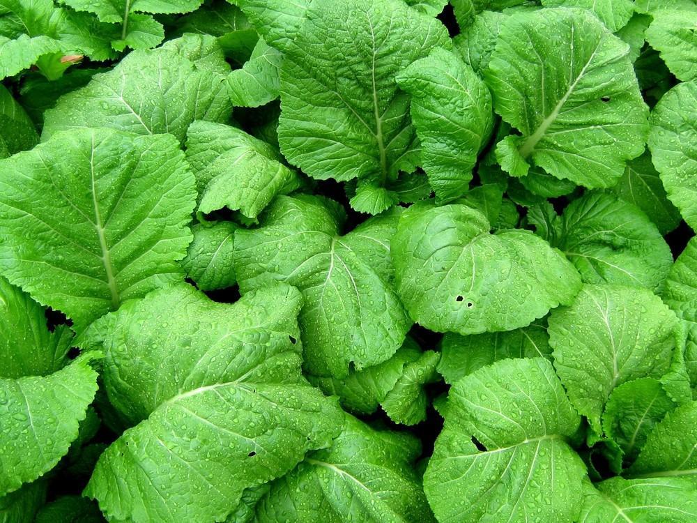 Florida Broadleaf Mustard Seeds, India, NON-GMO, Garden Growing, FREE SHIPPING gallery