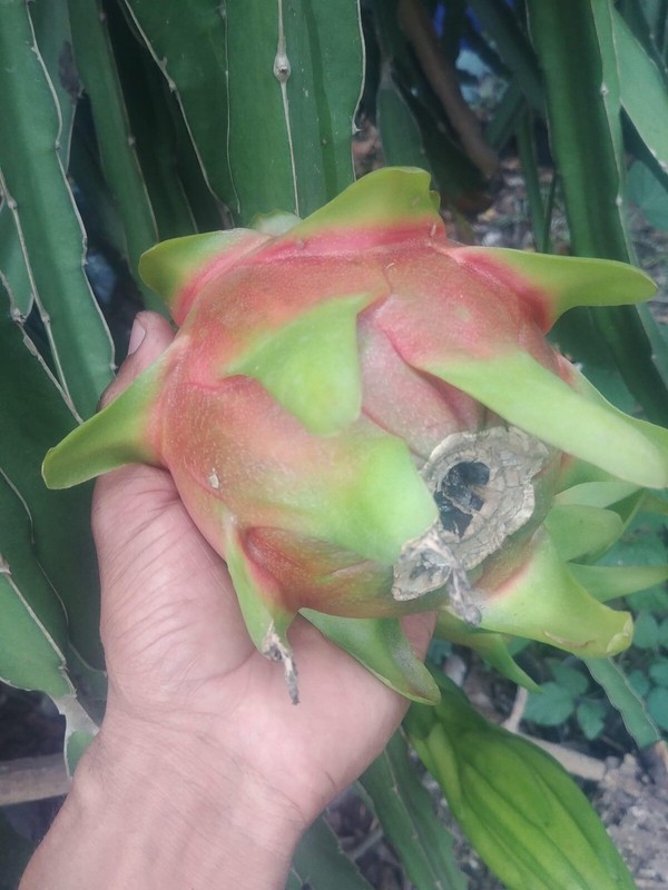 Small DRAGON FRUIT CUTTING for grafting 4-7 Inches Check description gallery