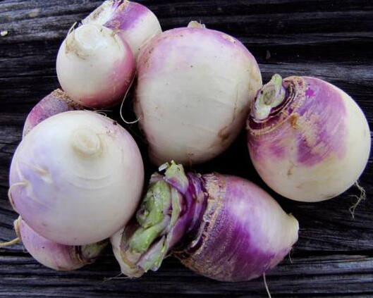 500+Turnip Seeds Purple Top White Globe Turnip Seed(Brassica rapa) Vegetable USA gallery