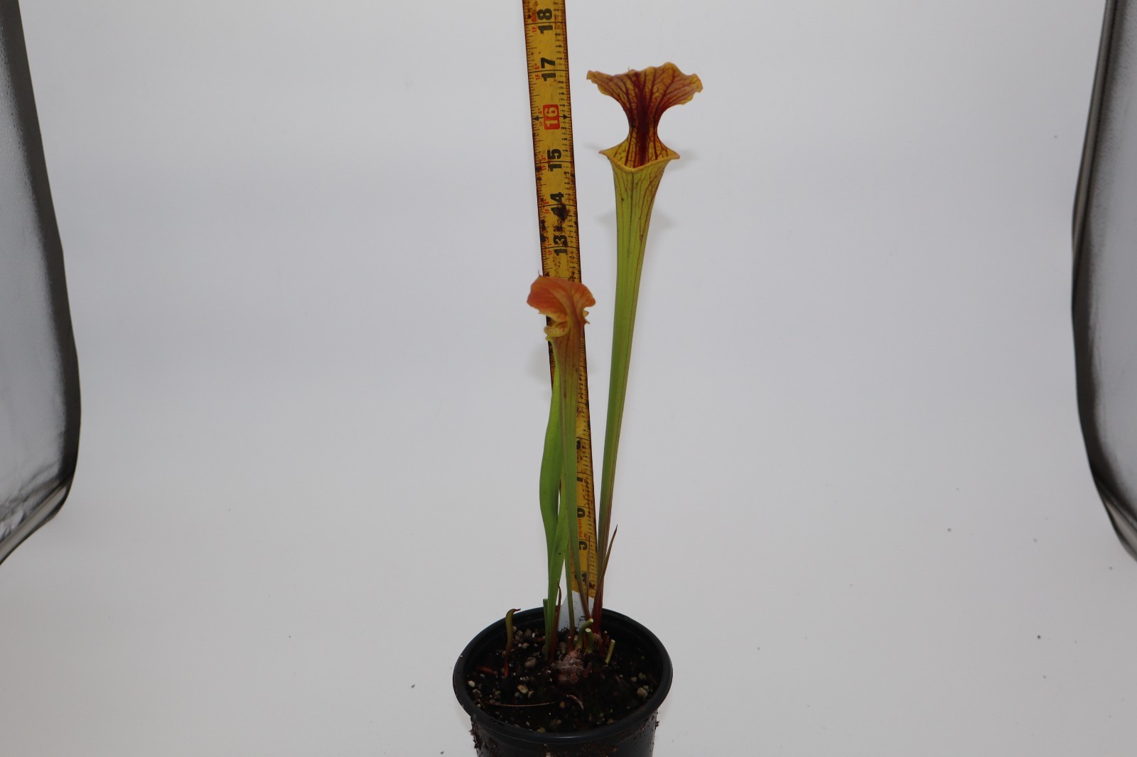Sarracenia - Flava Var Cuprea (ICPS Seeds) gallery