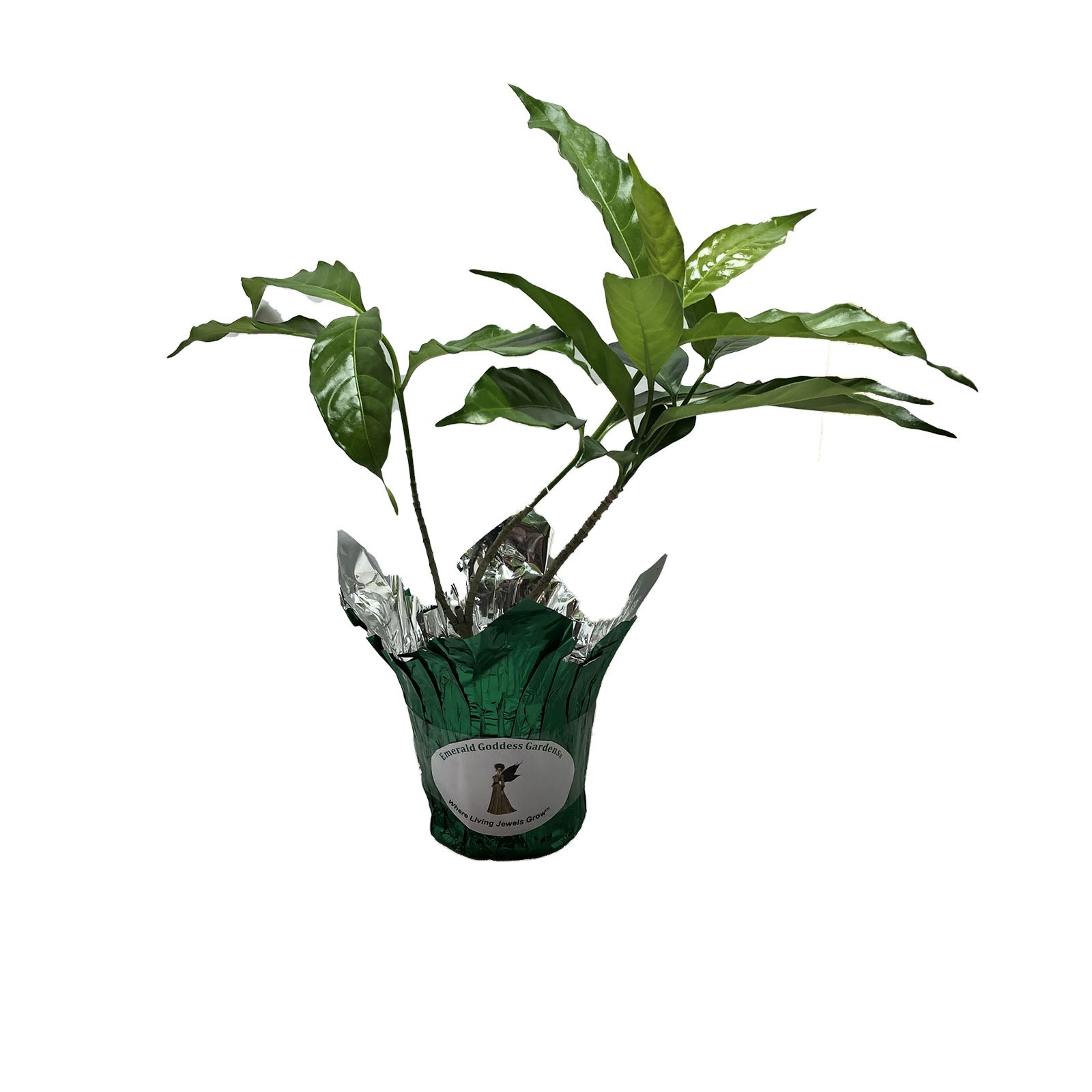 FLORIDA GARDENIA Crepe Crape Jasmine Live Plant Fragrant Double White Flower gallery