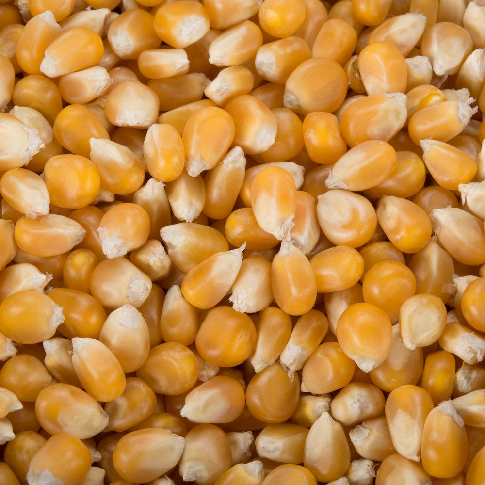 Extra Large Mushroom Popcorn Kernels, Non-GMO Made in US gallery