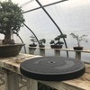 Mini Bonsai Tree Turntable 12.5" Base, 200Pound Capacity, 360° Rotation gallery