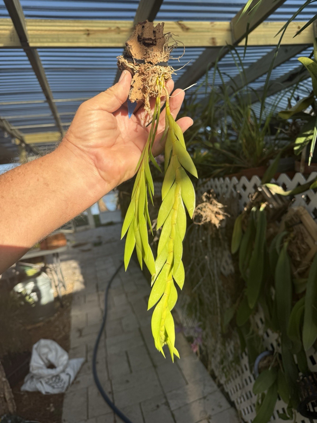 Dendrobium keithii Unusual Braided Orchid Plant Aporum Group Fragrant gallery
