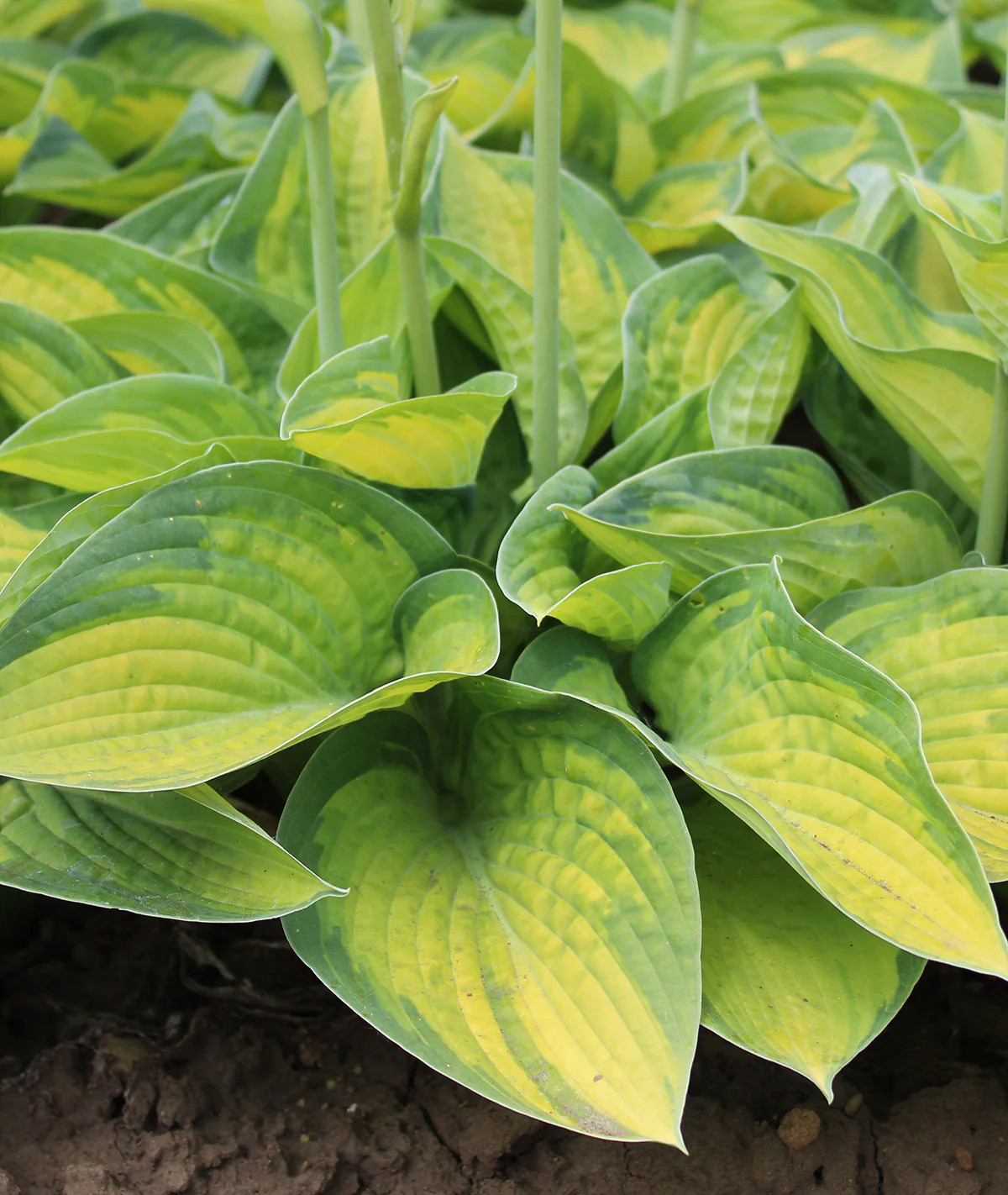 Paradigm Large Leaved Hosta - 3 root divisions gallery