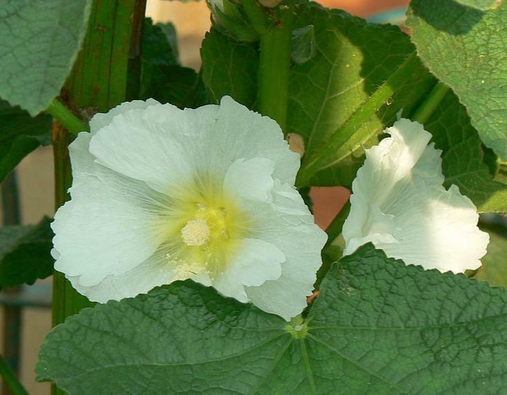 Alcea rosea subsp. ficifolia | Antwerp or Fig Leaf Hollyhock | 10 Seeds gallery