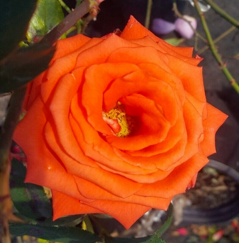 MARINA Everblooming Floribunda Salmon Orange Rose 2 Gal Bush Plants Plant Roses gallery