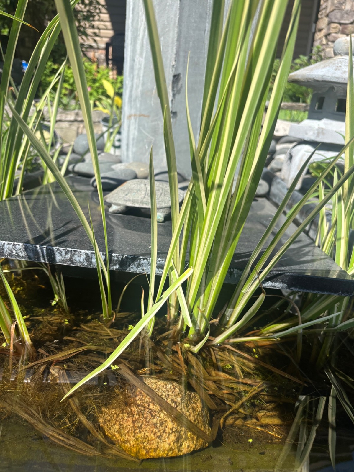 Cold Hardy Variegated Sweet Flag Aquatic Marginal Pond Plant - 4 plants gallery