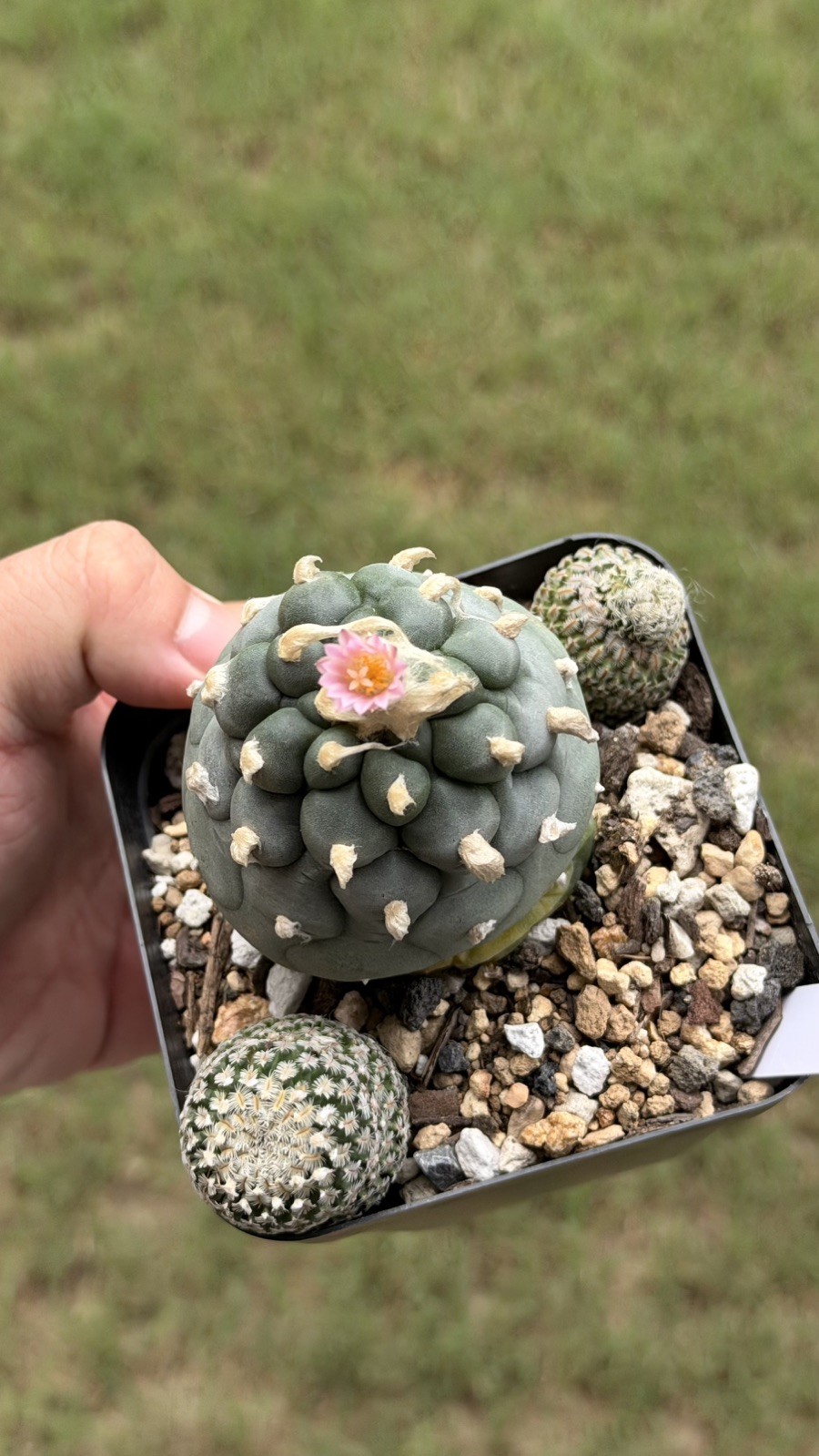 Ariocarpus Rare cactus succulents copiapoa 3live plant seed grown #15 gallery
