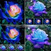Midnight Blue, Black, Duo Color Rose 100 Seeds~ Rare-Free Shipping-USA Seller gallery