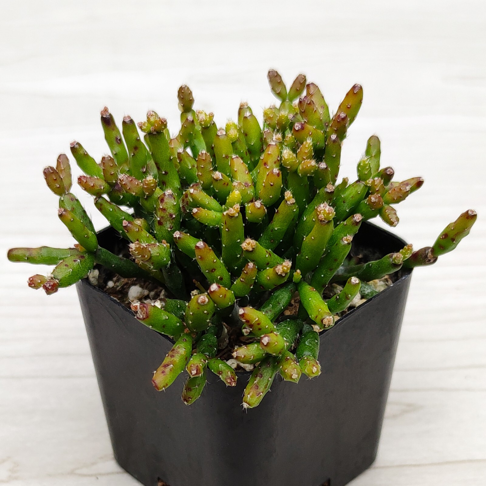 Cactus Pot Plant -Rhipsalis Cereuscula Coral Cactus - In 2" Pot gallery
