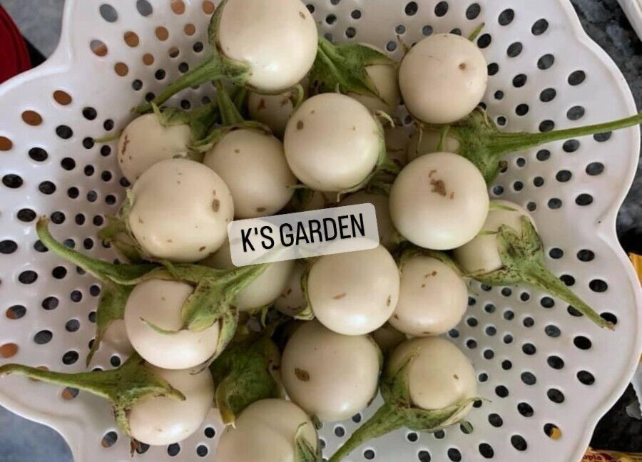 100+PCS WHITE ROUND EGGPLANT SEEDS, CÀ PHÁO TRẮNG gallery
