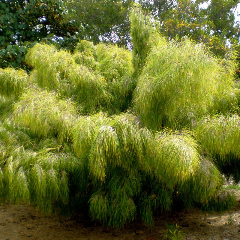 Otatea acuminata MEXICAN WEEPING BAMBOO Seeds! gallery