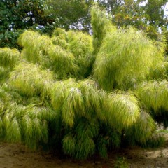 Otatea acuminata MEXICAN WEEPING BAMBOO Seeds!