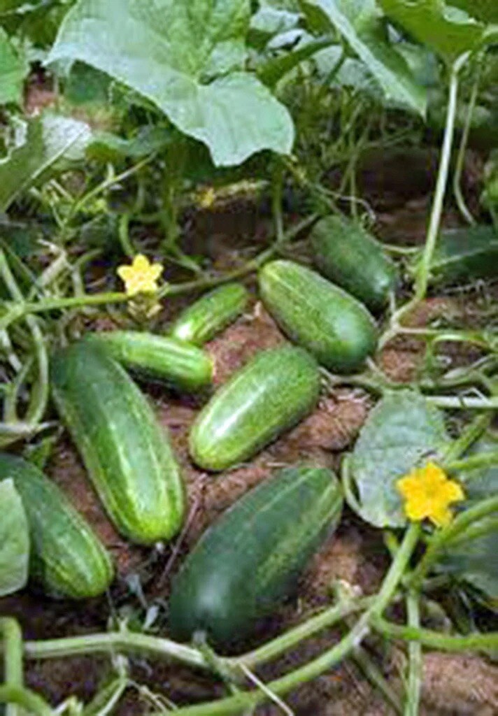50+ Cucumber Seeds - Marketer | Vegetable Garden Pickling NON-GMO USA gallery