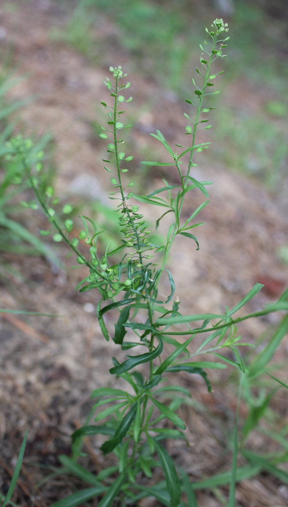 100+ Native Pepper Spice Seeds | Lepidium virginicum) Peppergrass, Pepperweed gallery