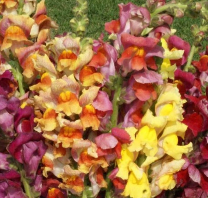 750+ Tetra Snapdragon Seeds **Fresh Seeds** ~~Free Shipping~~ gallery