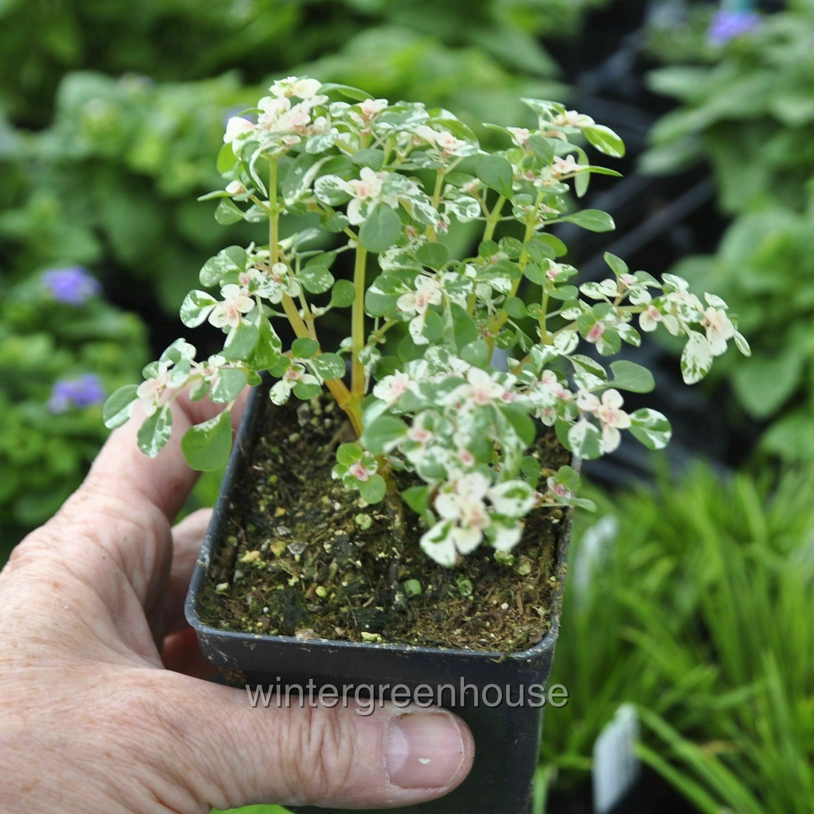 Pilea microphylla variegata, Tricolor, Artillery Fern gallery