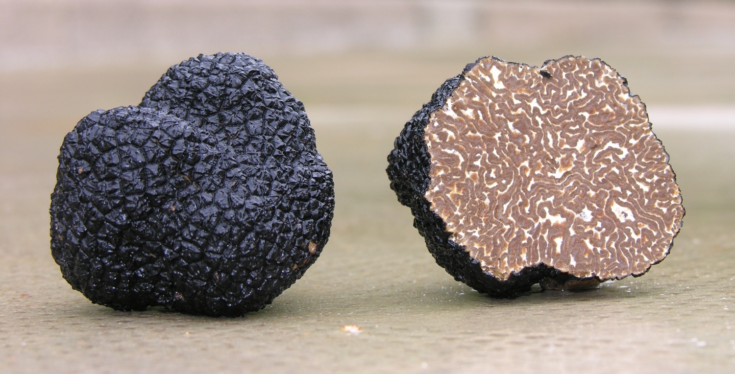 Precious Italian fresh black truffles. Black truffle 280g. 9.9 oz. Mushrooms. gallery