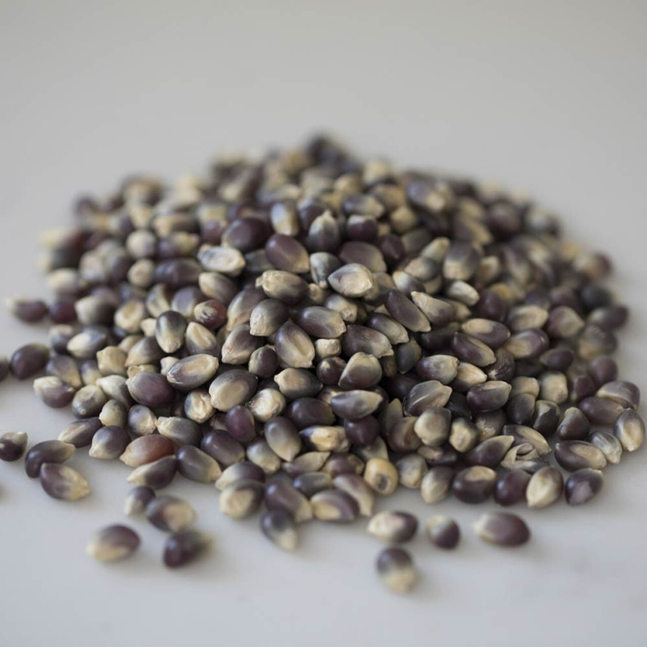 Amish Blue Popcorn Seeds (50) / ORGANIC / DELICIOUS / SUPER RARE gallery