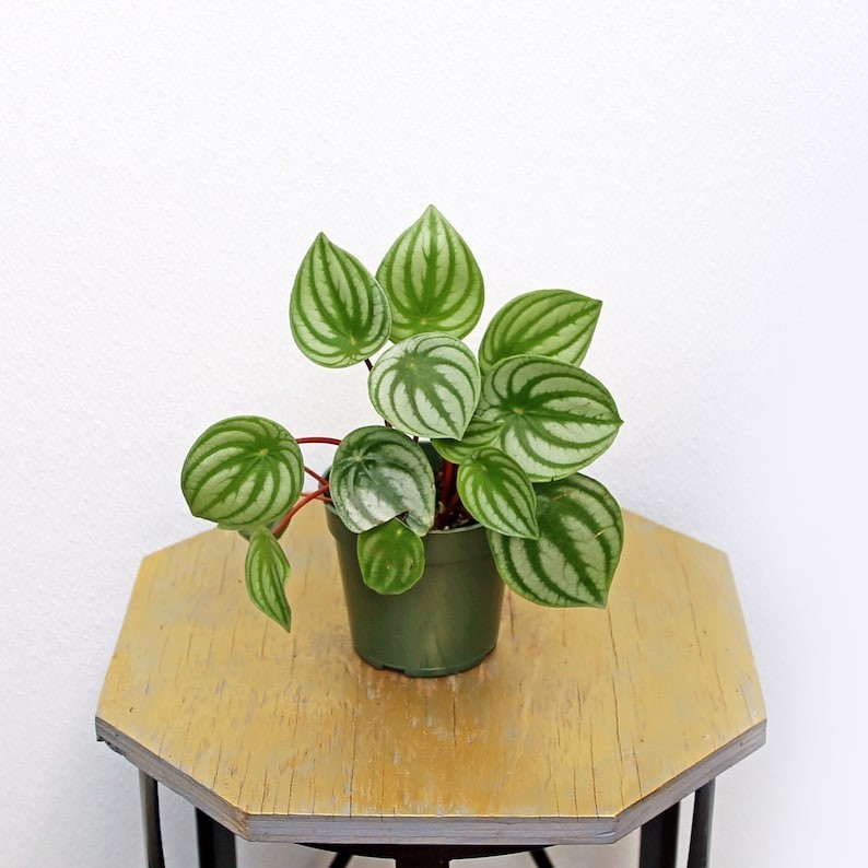 4 inch pot Peperomia Watermelon, Peperomia Argyreia, Small houseplant gallery