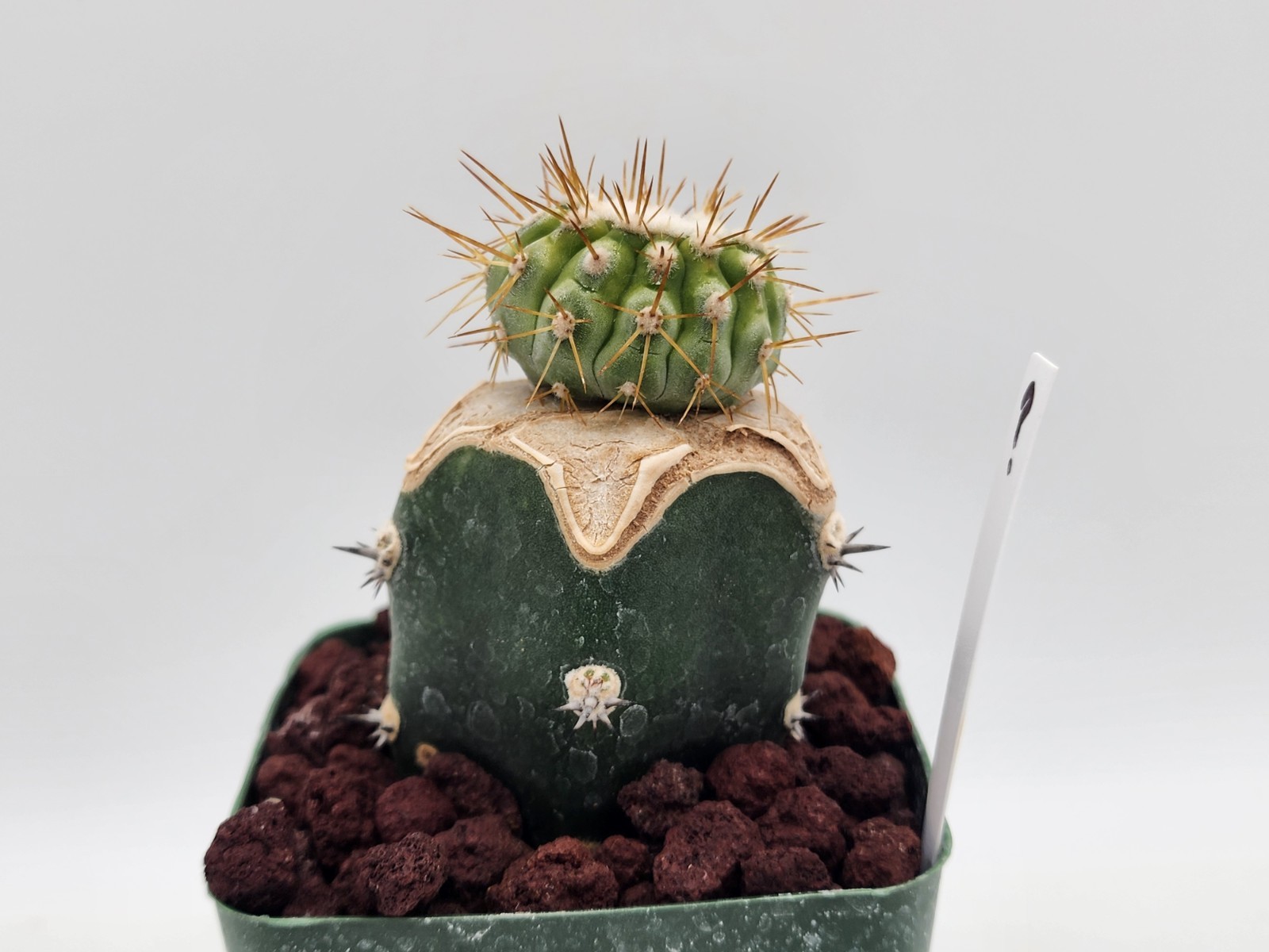 Copiapoa - Unknown Sp. - Grafted gallery