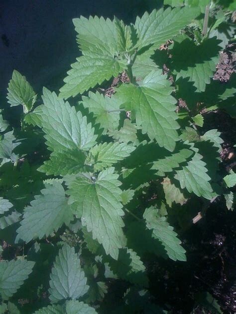 1000+ Common Catnip Seeds Non-GMO FREE SHIPPING! gallery