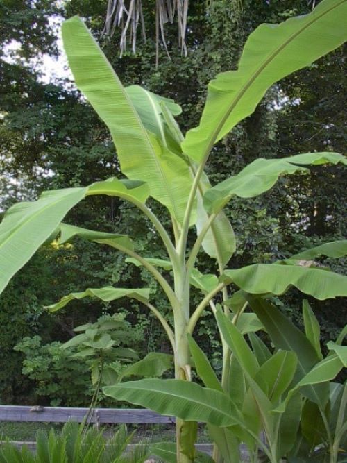 -Musa-ICE CREAM (BLUE JAVA)- Live Banana Tree-SMALL ROOTED STARTER PLANT- gallery
