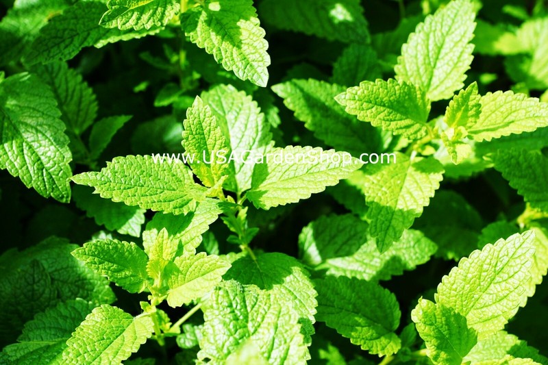 Spearmints, Chocolate Mints Live menthol Mints herb plant seed Peppermints 15 gallery