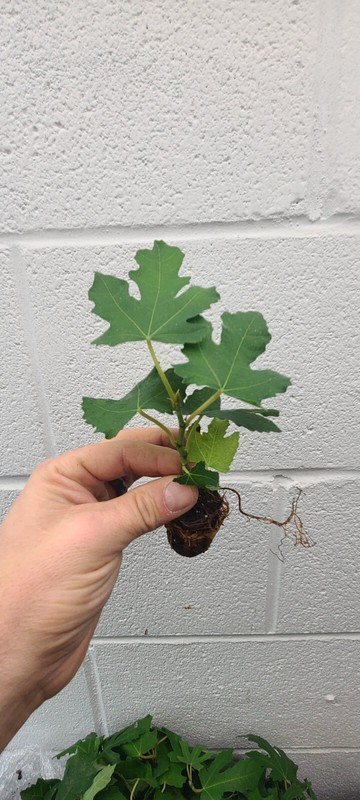 ( 1 ) - Fig 'Violet de Bordeaux' - Starter Plant (Plug) ( 1 live plant ) gallery