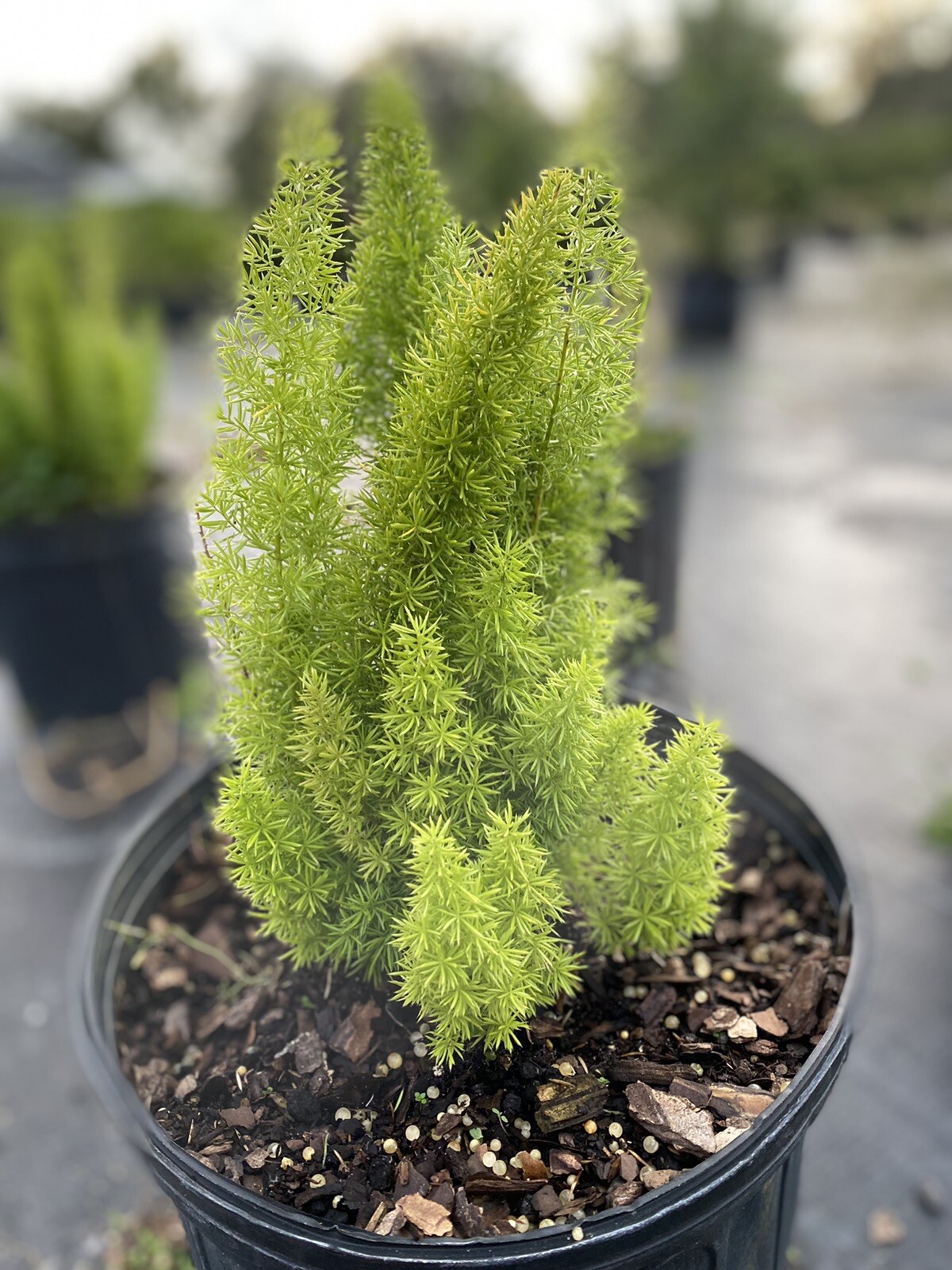 Foxtail Fern - Live Plants - Asparagus Densiflorus Myers - Tropical Groundcover gallery