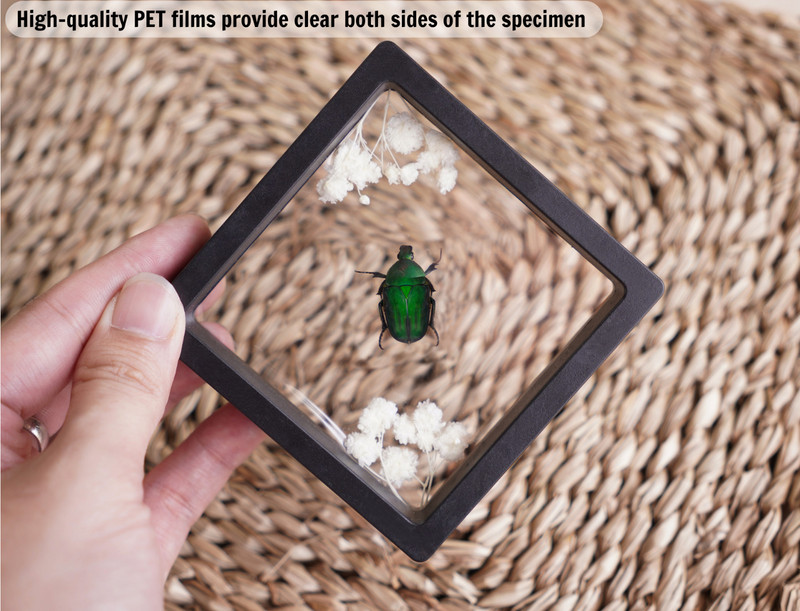 Real Clear Wings Dragonfly Framed Insect Bug Taxidermy Enotomology Decor gallery