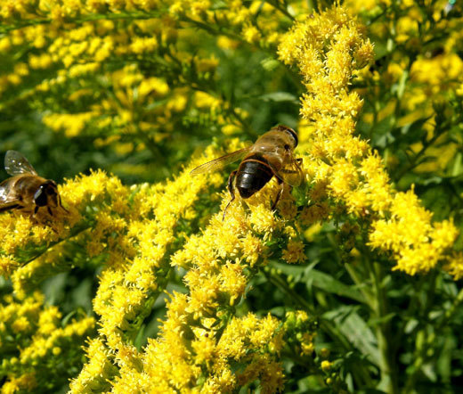 CANADA GOLDENRODE Solidago Canadensis - 10,000 Bulk Seeds gallery