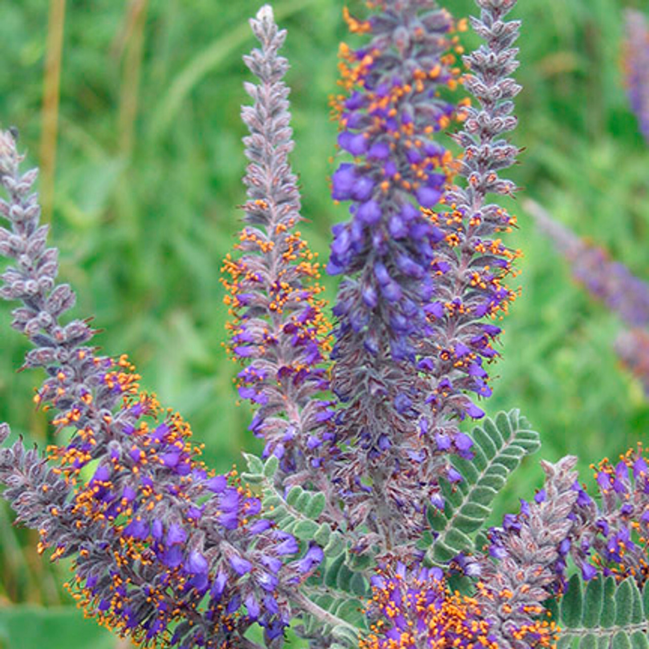 115 SEEDS - lead plant DROUGHT TOLERANT PERENNIAL GroCo* USA - BUY 15=SHIPS FREE gallery
