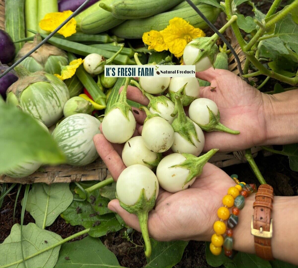 100+PCS WHITE ROUND EGGPLANT SEEDS, CÀ PHÁO TRẮNG gallery