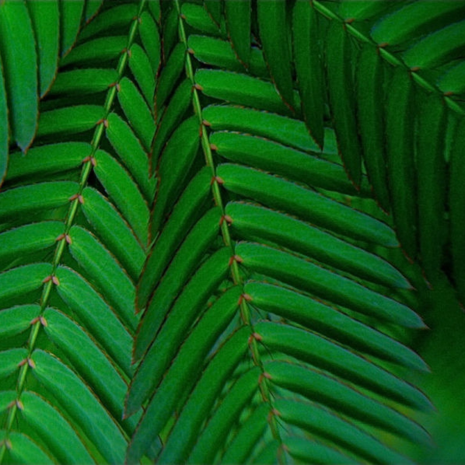 SENSITIVE PLANT Mimosa Pudica - 50+ SEEDS gallery