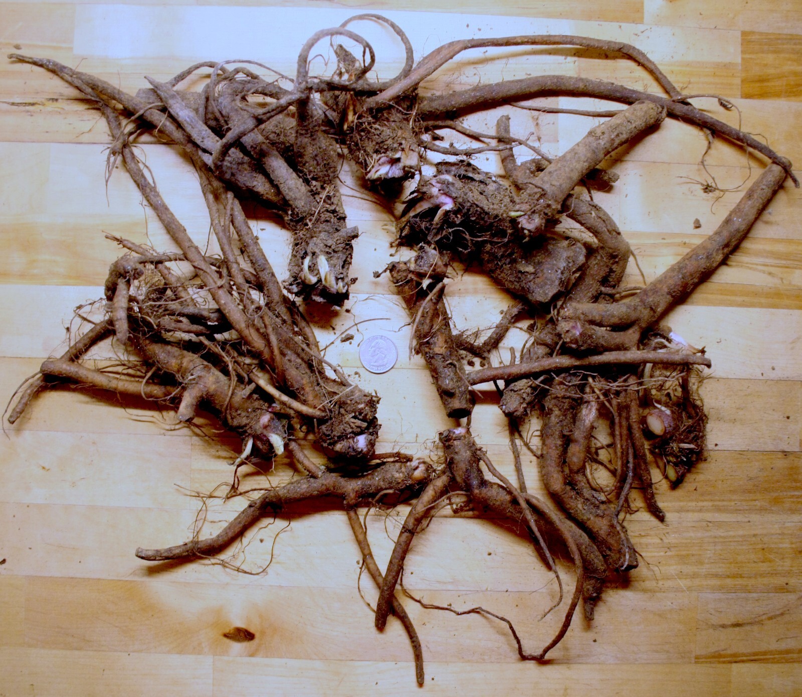 Two Pounds Live Russian Comfrey Plant Root Crowns - Bocking #4 gallery