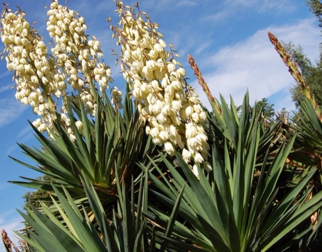 Yucca Bare Root Live Plant Hardy Succulent Adams Needle 1 Starter 15 Inches Tall gallery