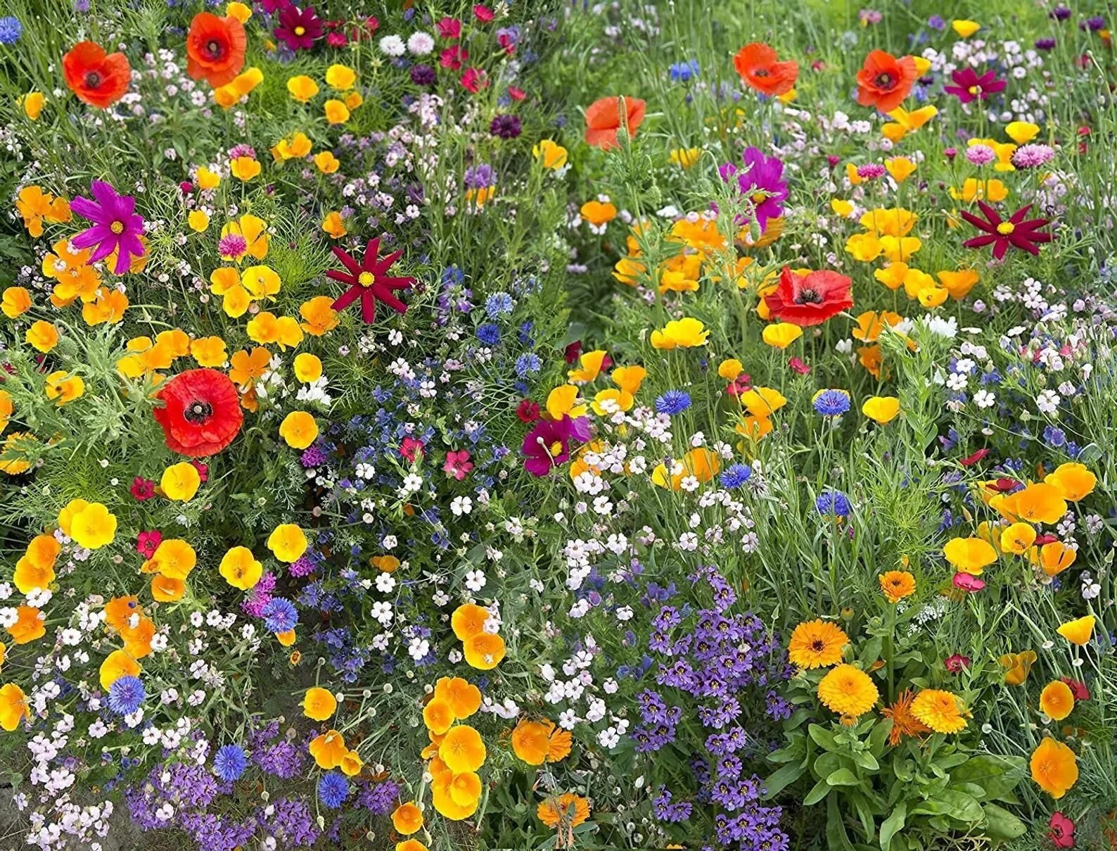 1000+ Wildflower Mix HUMMINGBIRD BUTTERFLY SEEDS - Perennials Annuals Heirloom gallery