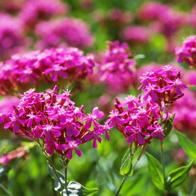 None So Pretty Catchfly Seeds (silene armeria), Sweet William Catchfly gallery