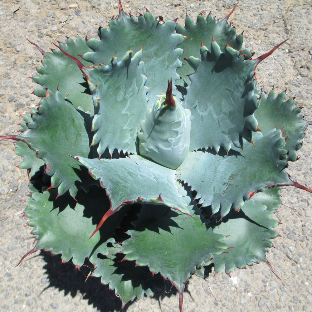 Agave potatorum "Spawn" Starter Plants! FINALLY AVAILABLE!! 3"-5" Wide! NICE!
