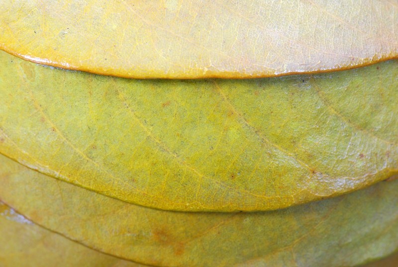 Leaf Twig Apple Natural Green Rustic Country Fruit Craft Decor Filler 630f gallery
