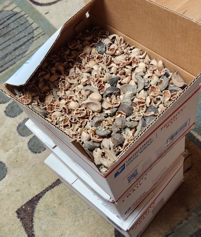 HICKORY NUT HULLS/shells FOR BBQ~smoking grilling - 8 pounds - REDUCED gallery