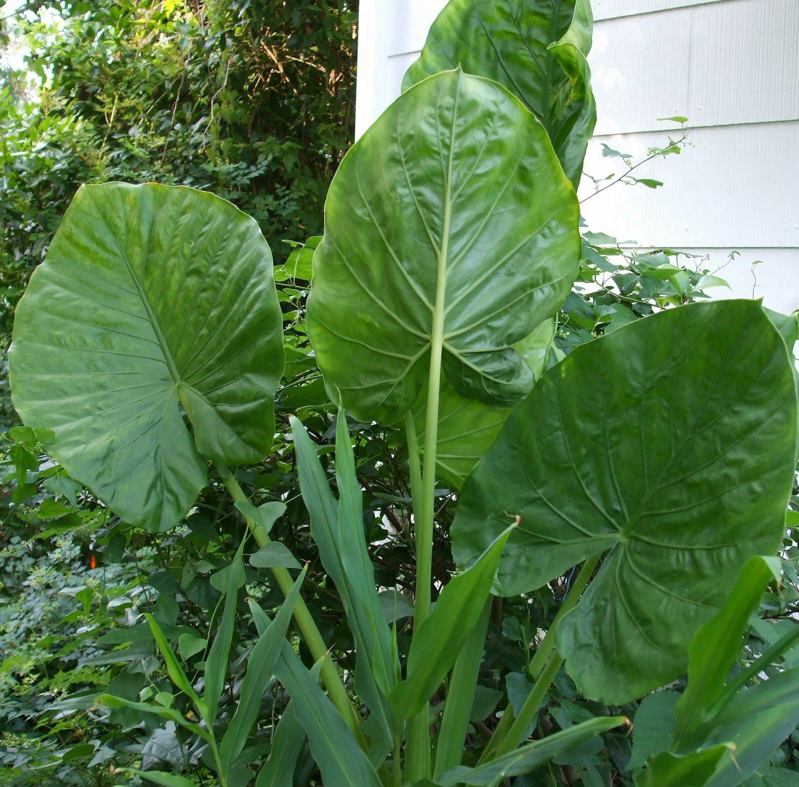Alocasia - Calidora gallery