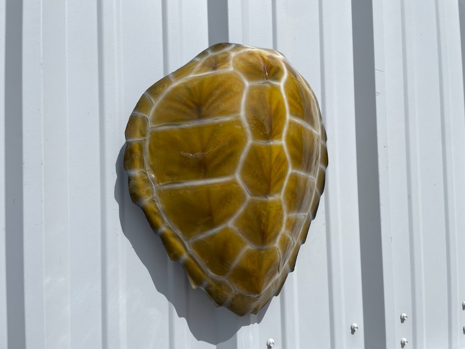 17" Hawksbill Turtle Shell Half Mount Replica - Quick production gallery