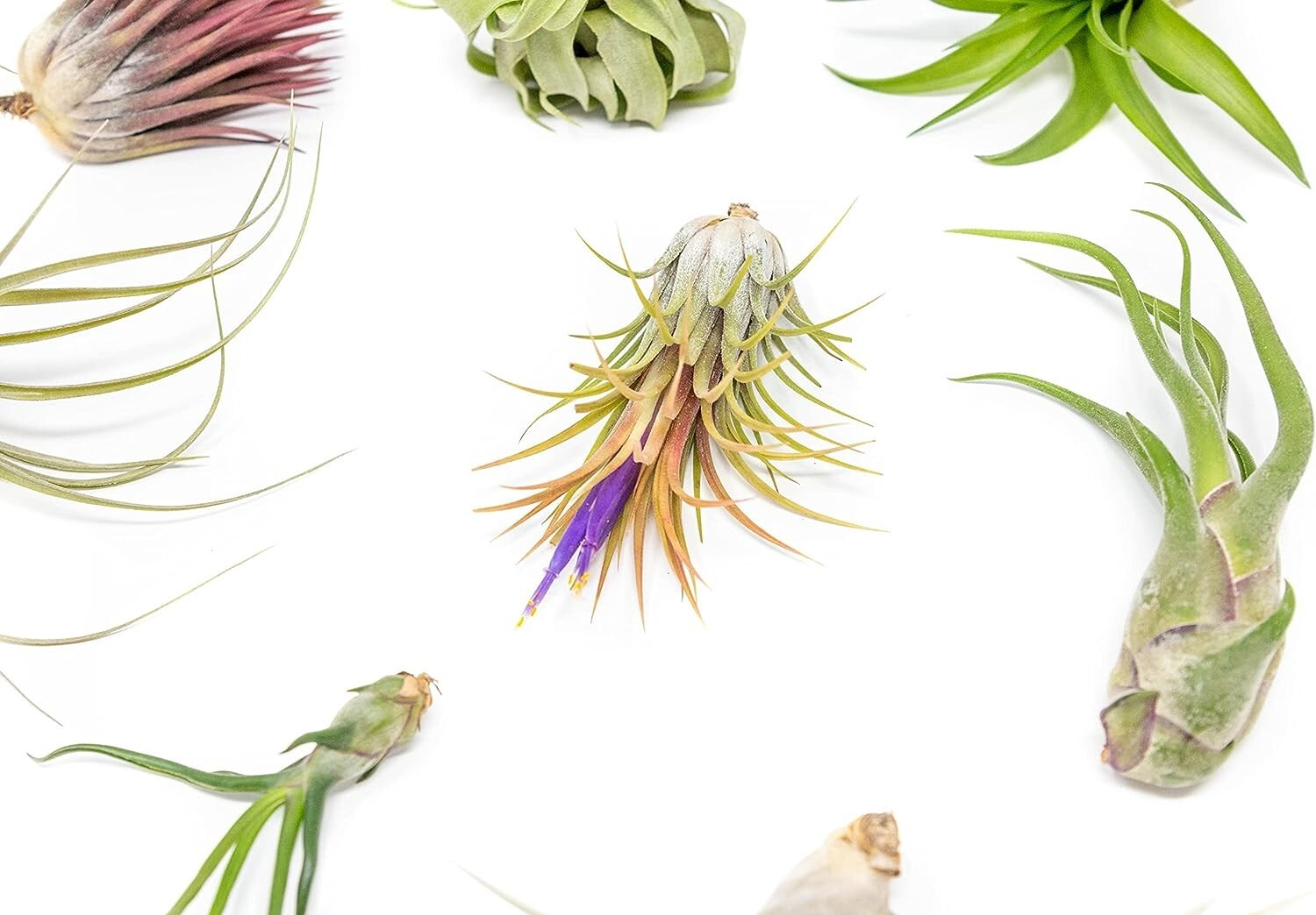 Grab Bag Small/Medium Air Plants & Fertilizer-Wholesale Tillandsia, Easy Care gallery