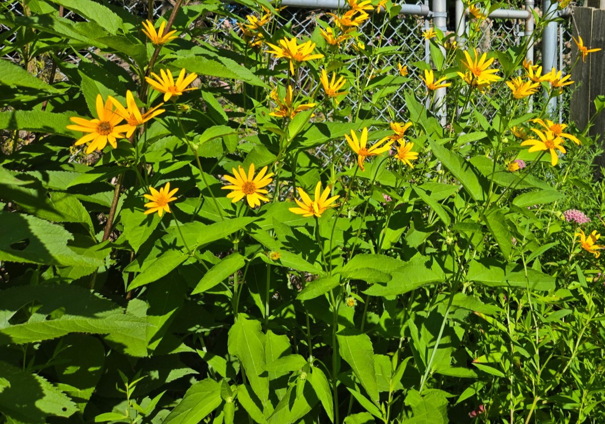 1 GRAM + False Sunflower/NATIVE NE US/Heliopsis Helianthoides/ORGANIC gallery