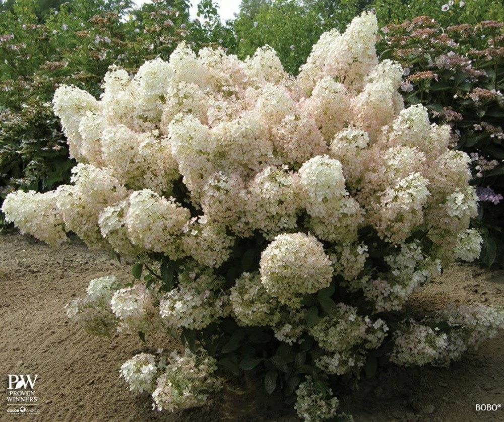 Hydrangea Blooms All Summer BoBo Dwarf Bush Live Plant Proven Winners 4" Pot gallery